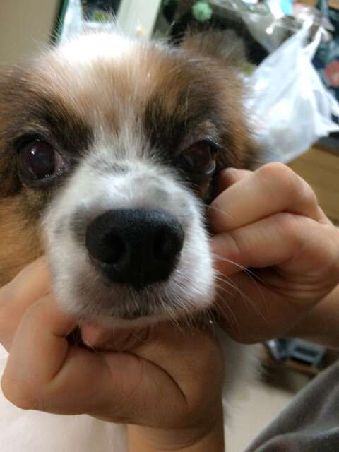 可愛い犬の画像下さい