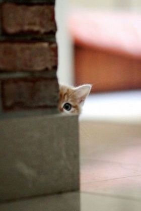 ガルちゃんで出席人数をとろうの巻