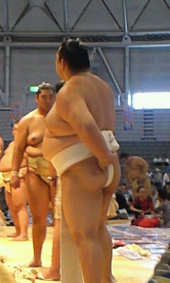 大相撲好きな人語りませんか
