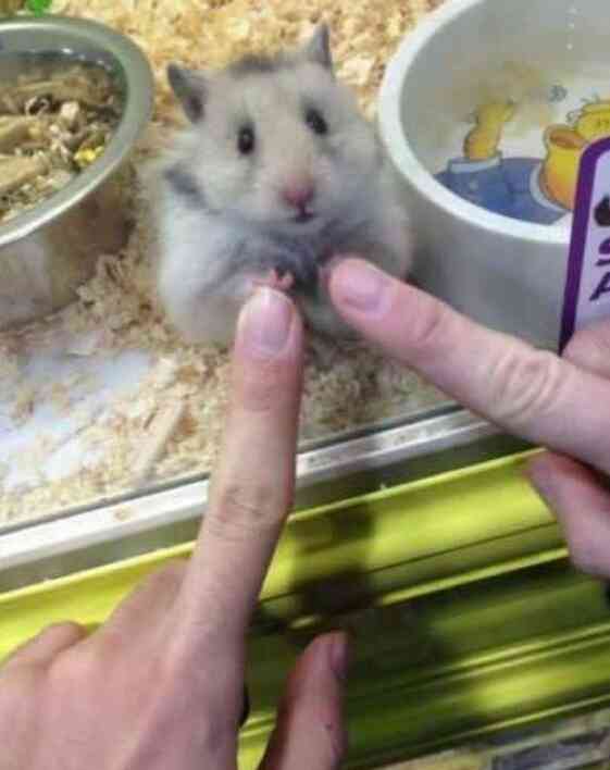 クスッとくる画像を貼るトピ