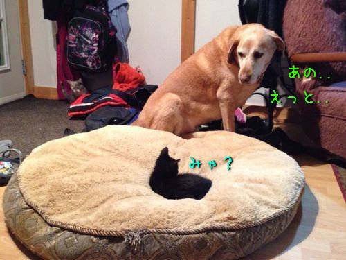 クスッとくる画像を貼るトピ