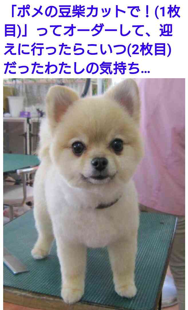 クスッとくる画像を貼るトピ