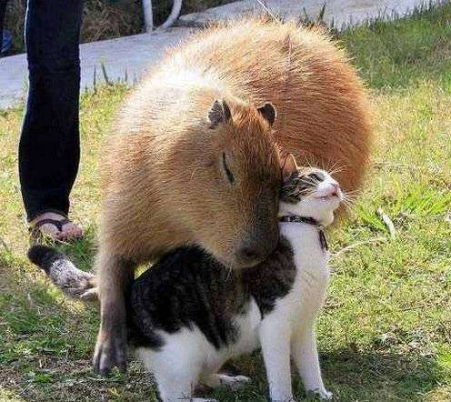 クスッとくる画像を貼るトピ