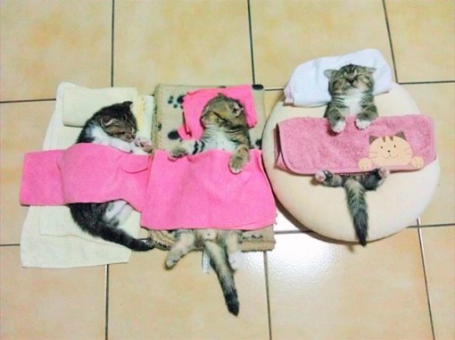 クスッとくる画像を貼るトピ
