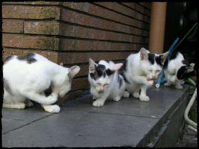 クスッとくる画像を貼るトピ