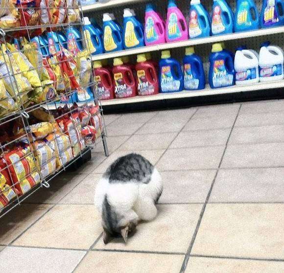 クスッとくる画像を貼るトピ