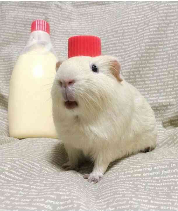 クスッとくる画像を貼るトピ