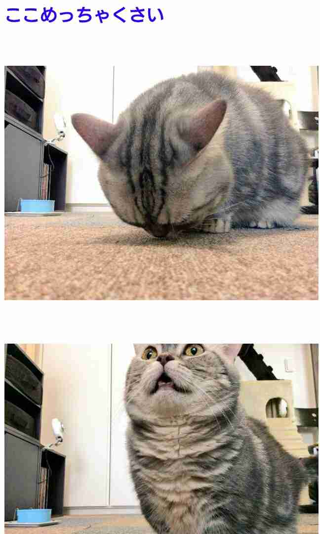 クスッとくる画像を貼るトピ