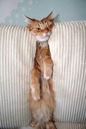 〈猫の気持ち〉人間に飼われてるあるある