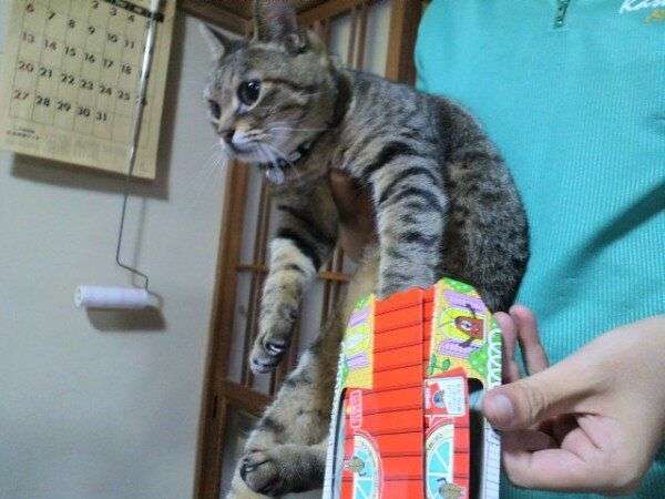 〈猫の気持ち〉人間に飼われてるあるある