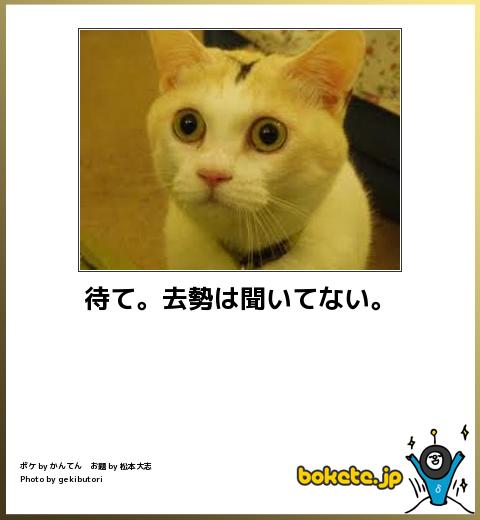 〈猫の気持ち〉人間に飼われてるあるある