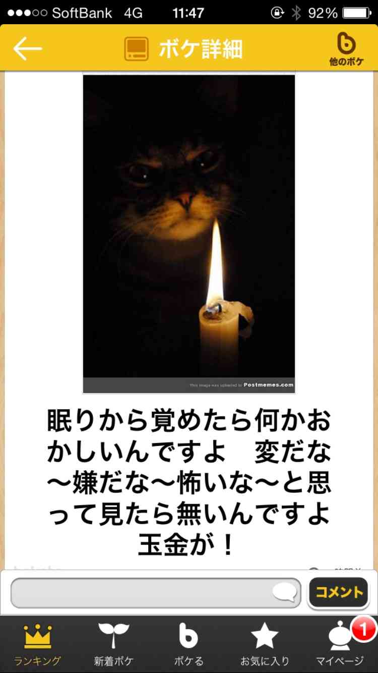 〈猫の気持ち〉人間に飼われてるあるある