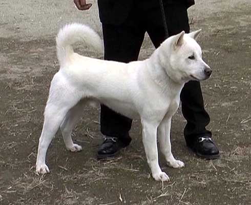 人襲った大型犬に拳銃１３発射殺　千葉県警「使用は適正」