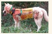 人襲った大型犬に拳銃１３発射殺　千葉県警「使用は適正」