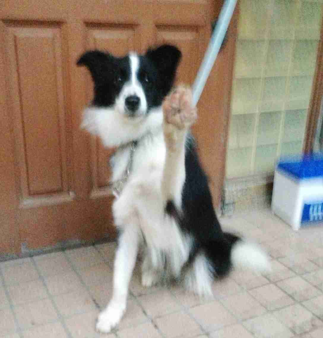 ボーダーコリー飼ってる人、好きな人！