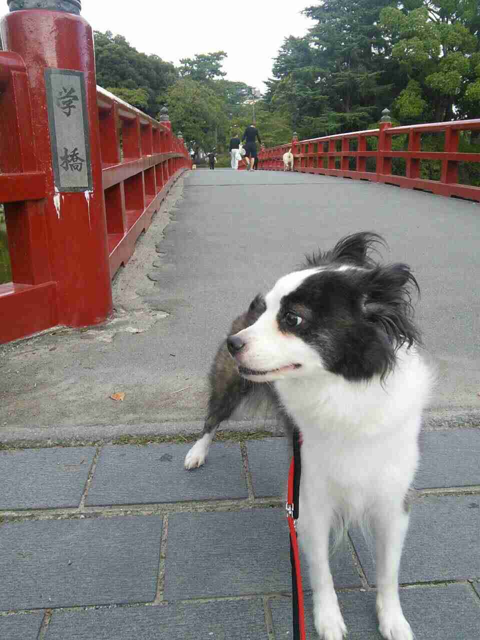 ボーダーコリー飼ってる人、好きな人！