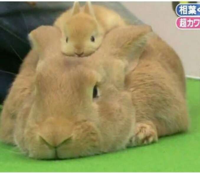 大きな生き物の画像を貼るトピ