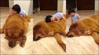 大きな生き物の画像を貼るトピ