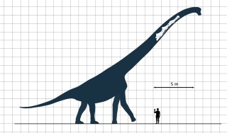 大きな生き物の画像を貼るトピ