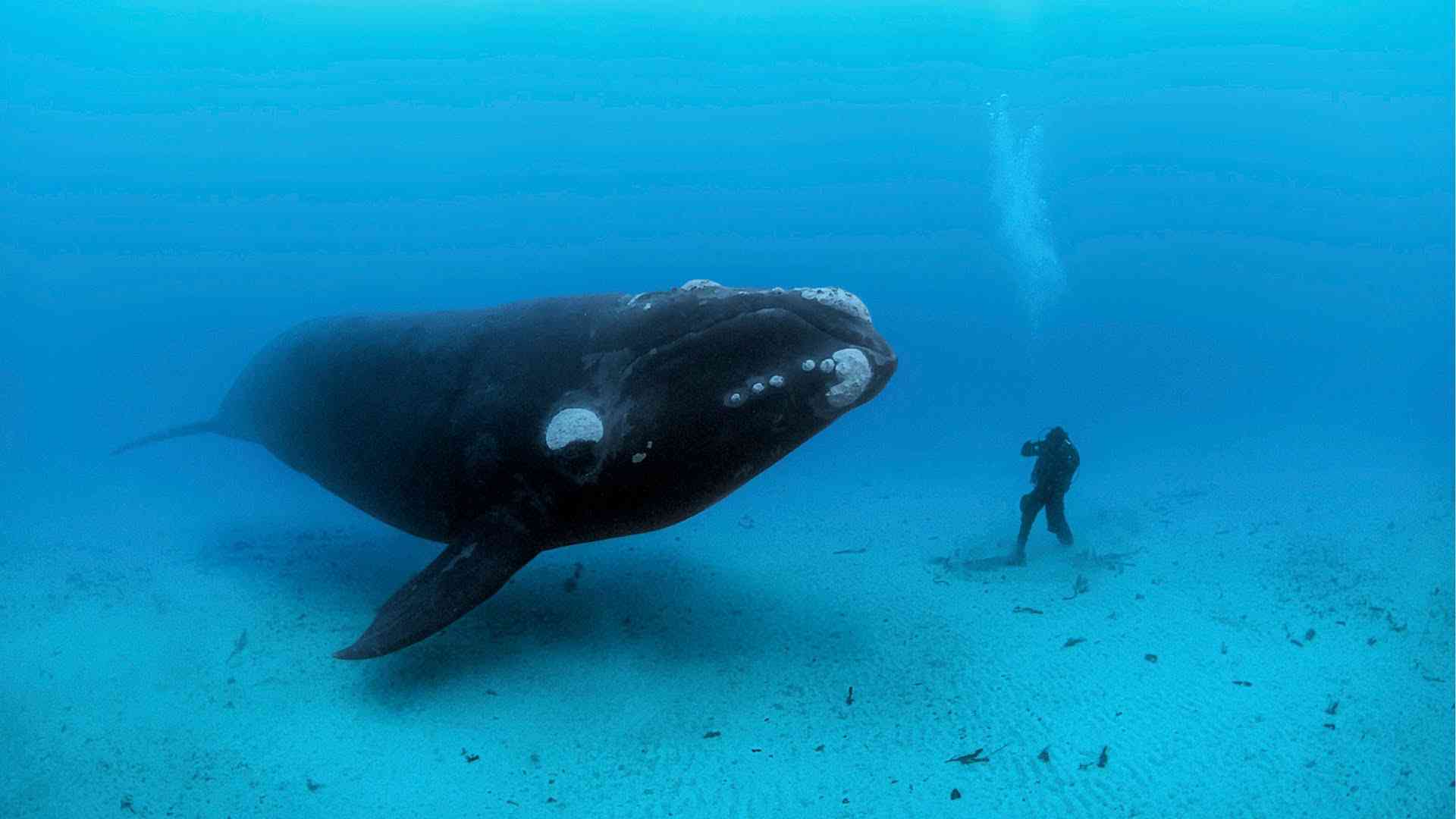 大きな生き物の画像を貼るトピ