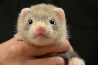 今まで飼ったペットは？