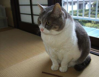 たるみ改善に成功した人