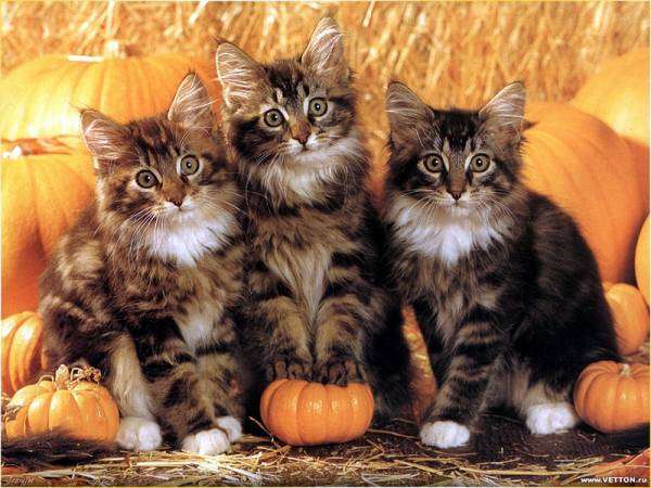 ハロウィン画像トピ