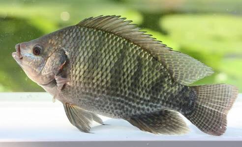 ピラティスやってる人！