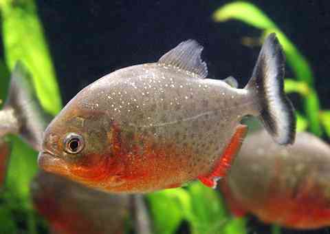 ピラティスやってる人！