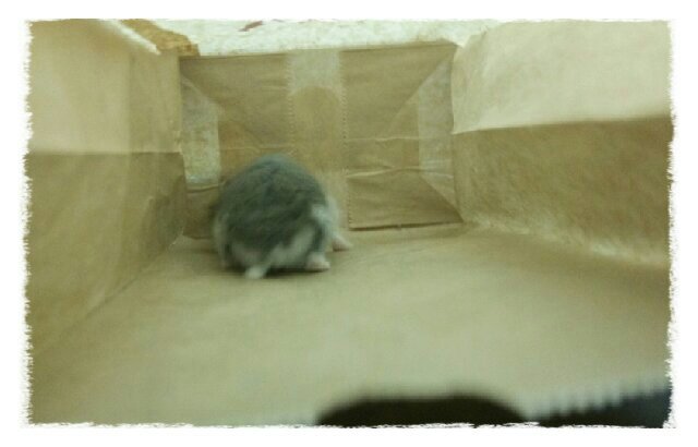 ペット飼ってる方！