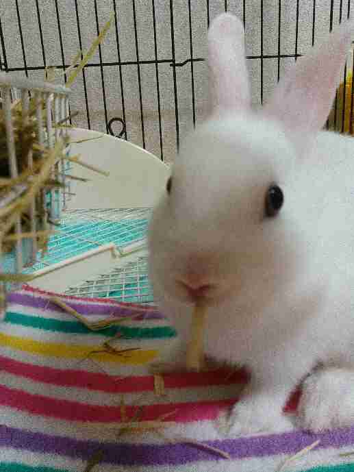 ペット飼ってる方！