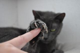 ペット飼ってる方！