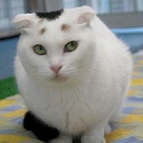 動物のちょいブサ画像が集まるトピ