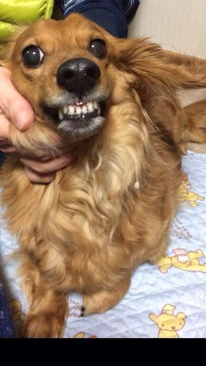 動物のちょいブサ画像が集まるトピ
