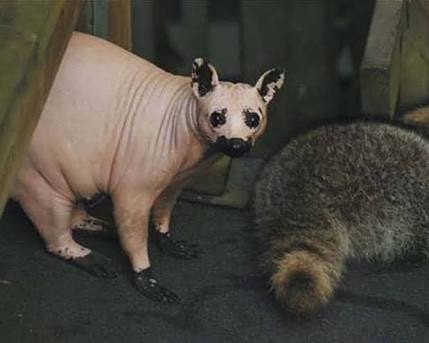 動物のちょいブサ画像が集まるトピ