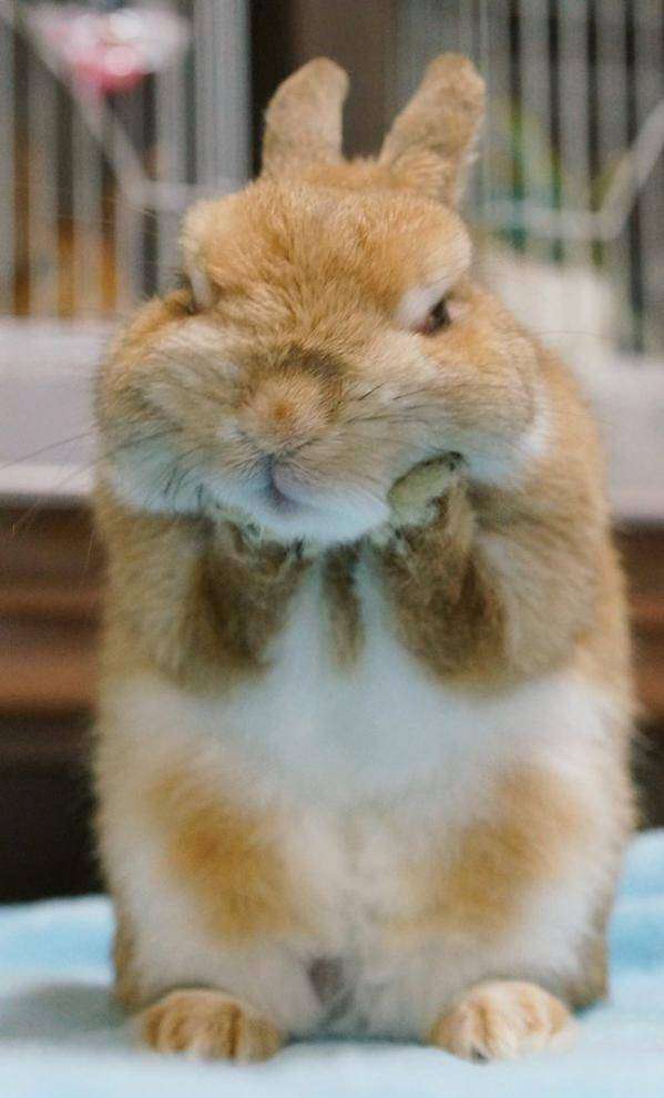 動物のちょいブサ画像が集まるトピ