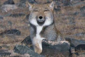 動物のちょいブサ画像が集まるトピ