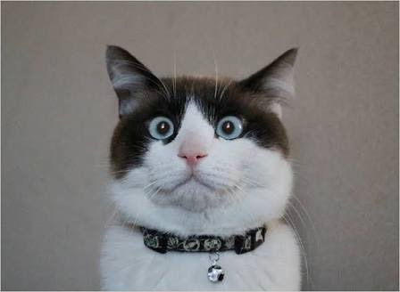 動物のちょいブサ画像が集まるトピ