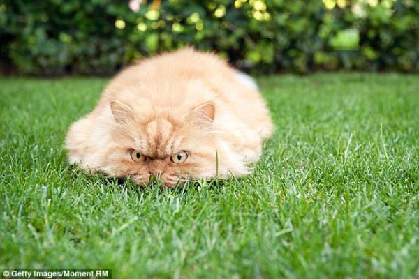 動物のちょいブサ画像が集まるトピ
