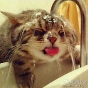 動物のちょいブサ画像が集まるトピ