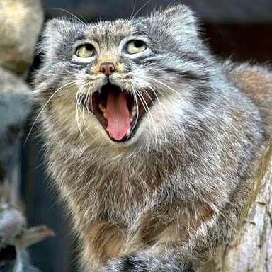 動物のちょいブサ画像が集まるトピ