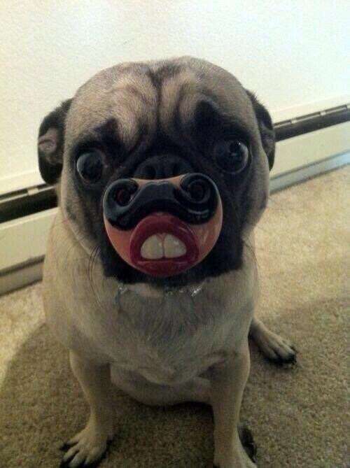 動物のちょいブサ画像が集まるトピ