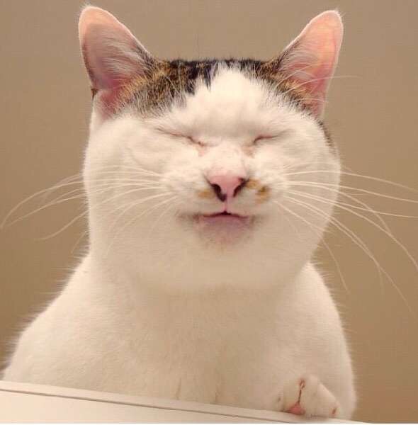 動物のちょいブサ画像が集まるトピ