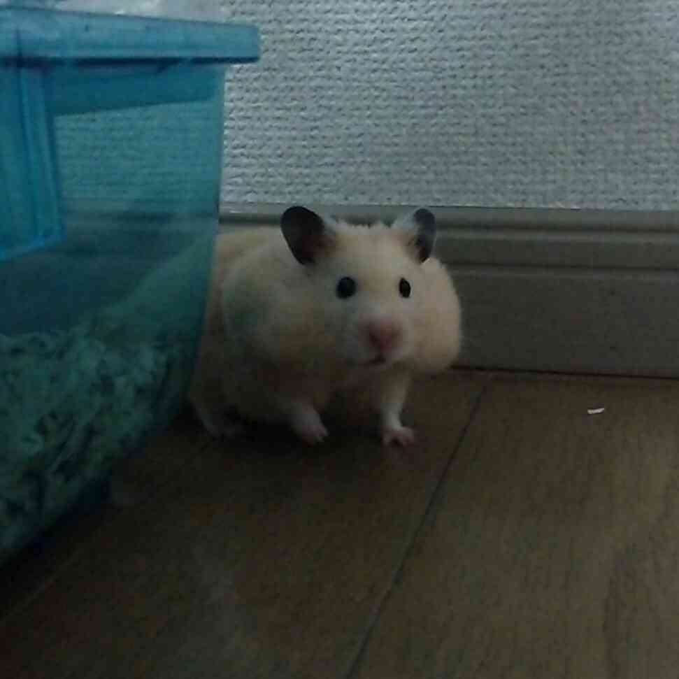 動物のちょいブサ画像が集まるトピ