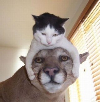 動物のちょいブサ画像が集まるトピ