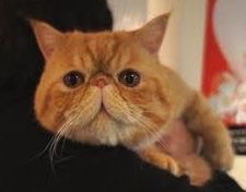 動物のちょいブサ画像が集まるトピ
