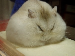 動物のちょいブサ画像が集まるトピ