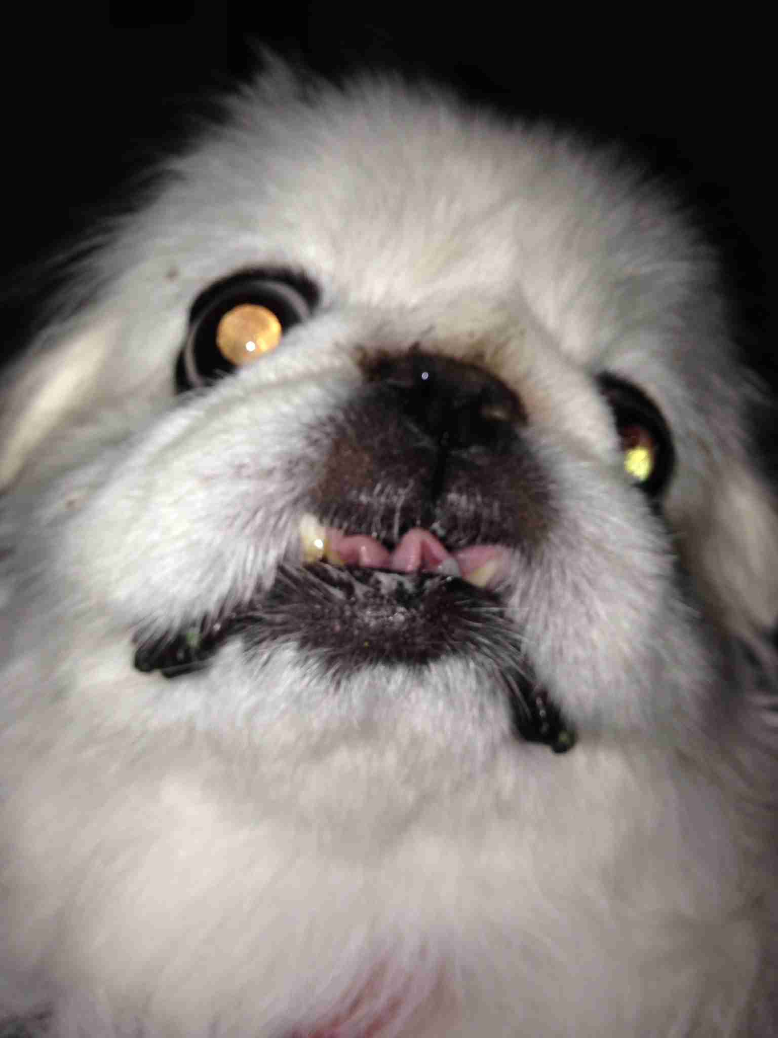 動物のちょいブサ画像が集まるトピ