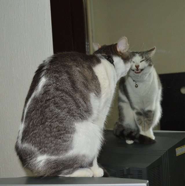 動物のちょいブサ画像が集まるトピ