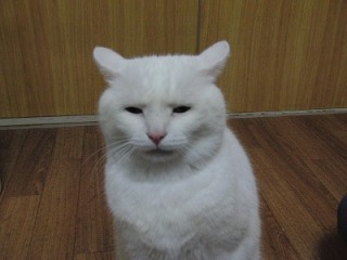 動物のちょいブサ画像が集まるトピ